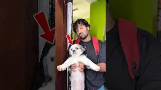 Pet🐶tho pareshan🤣rowdy lolly🤣#trending #viral #shorts #pets #funny #gayazlee