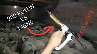 KOYUNLARA İĞNE YAPTIK.BABAM BU İŞİ BİLİYOR MAŞŞALLAH.