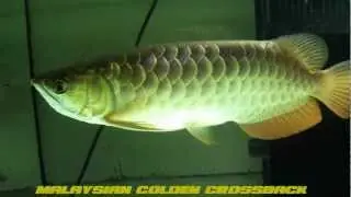 Malaysian Golden Crossback Arowana