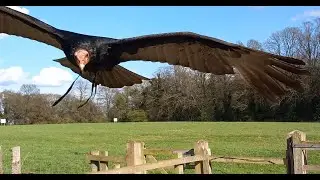 FALCONRY/BIRDS OF PREY:A YOUNG TURKEY VULTURE LEARNS TO FLY!