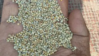10 ten ki gadi aaj Rajastani Bajera ki gadi lod Ho Reha he afi bomeb ke liy