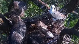 Sydney WB Sea Eagles🦅SE35 RETURNS TO NEST🪹 Attacks SE36, Forcing Them High Up Branch🪵2025 Oct 30
