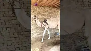 Desert Dweller's Day Job: Watch This Camel Power A Mill! #FarmLifeFun #UnexpectedAnimals #Mind🐪