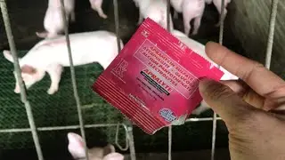 BAKIT KAMI GUMAGAMIT NG APRALYTE? #farming #piggery #baboyan