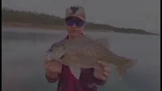 Monster bass on the bank at Wivenhoe dam!!