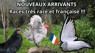 Nouveaux arrivants rare à l'élevage !!! (race française 🇫🇷🐓)