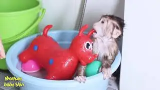 Happy Bathing Princess Playing Ball and Soaking Herself | Monkey Baby Shin | Animals Video