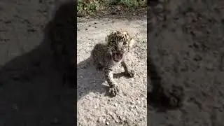 leopard cub 🔊 (sound on) #shorts #leopard #cub #leopardcub