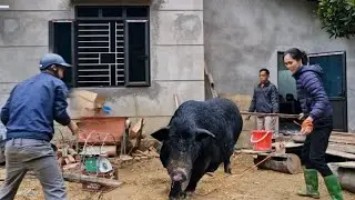 Catching pigs from the farm to sell to the villagers.