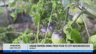 Urban farmers look to bring fresh food to Detroit neighborhoods