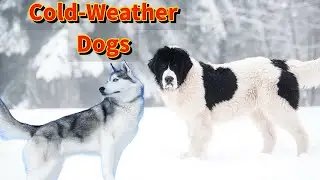 TOP 10 COLD-WELCOMING DOG BREEDS.