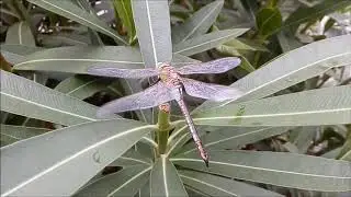 Apenas uma libelinha ! Just a dragonfly !
