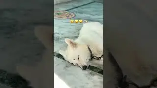 #funny #comedy #doggielife #love #comedymusic #cutedog #indianspitz #youtubeshorts #shortsvideo