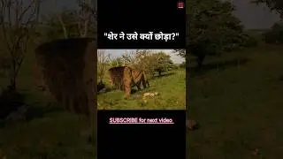 SHER ka Vaaris | Movie Explained in Hindi | Movie Story #movie #explained #hindi #shorts #shortvideo