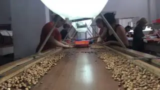 Hazelnuts , Фундук , Findik , Croylus , Allvana, GEONUTS Ltd. , Georgian Hazelnut Company