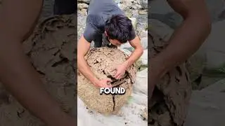 Exploring the Inside of an Asian Wasp Nest