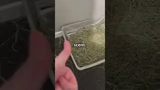 🧼Litter Train Your Rabbit in 24 Hours! 🐰✅