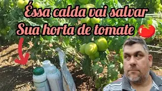 Éssa calda salva sua horta de tomate das doenças!