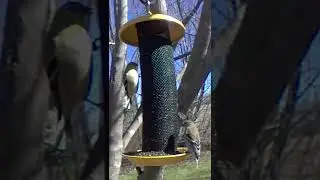 Two American Goldfinches enjoying Nyjer Seed