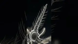Mosquito Needle Mouth | Microscope View