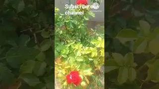 today's blossom #shorts #terrace #garden #classic #tamil #thottam #easy #tips