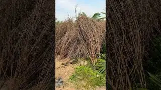 Internal crop in Palm oil farm #palmoil #farming #farmer