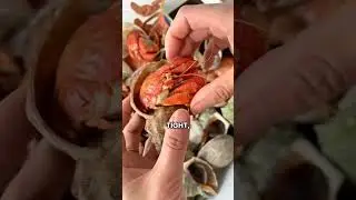 A CRAB THAT LIKES TO STEAL SHELLS