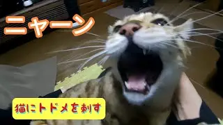 暴れる山猫にトドメを刺す