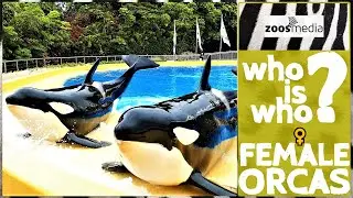 Loro Parque: Die Orca-WEIBCHEN | zoos.media