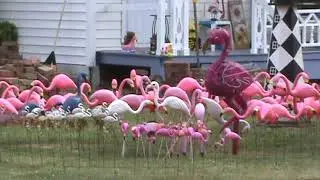 Second Flamingo Display of 2022 Part 1