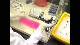 An allelotyping PCR method for the detection of specific Salmonella enterica serovars