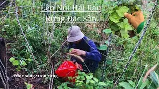 Lên Núi Hái Loại Rau Rừng Đặc Sản, Ít Người Biết Ăn