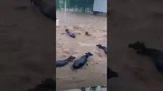 Flood Alert 🚨 #flood #flood2023 #floodalert #gujarat #gujaratinews #india #monsoon #disaster #yt