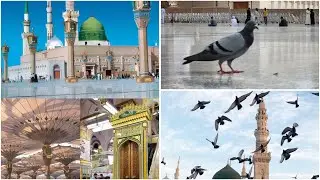 جولة حول🕌المسجد النبوي ، المدينة المنورة 🍃 مسجد الغمامة وأبو بكر الصديق❣️