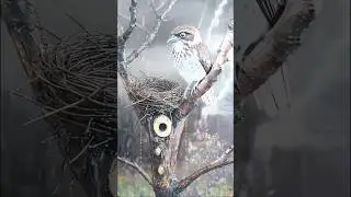 Storm Bird 4K: Alone in the Rain #birds #birdsong