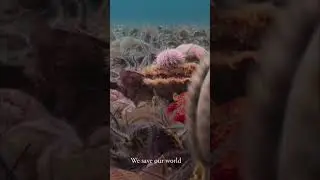 Ocean in Concert Trailer