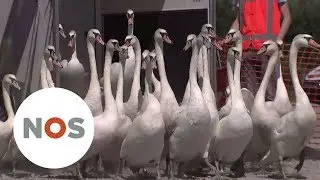 STOOKOLIE: De eerste schone zwanen zijn uitgezwaaid