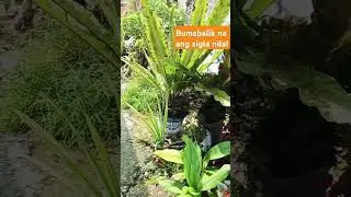 #philippines #life #nature #plants #flowers