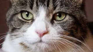 the cat is looking into your soul