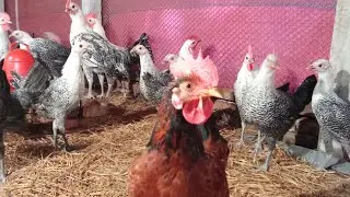 দেশ বাংলা এগ্ৰো ফাম🐔 একটি খামার একটি স্বপ্ন 