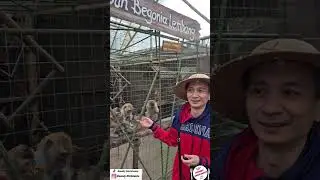 WISATA KEBUN BEGONIA & MINI ZOO ~ TAMAN BUNGA BEGONIA LEMBANG || WISATA ALAM LEMBANG BANDUNG