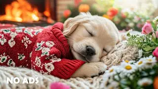 12 часов успокаивающей музыки для собак 🐶🌸 Мелодии от тревоги 💤 Музыка для снятия стресса 💖