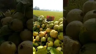 Fresh Guava Fruit😍💯 | अमरूद | #shorts #ytshorts #nature #guava #amrood #fresh #fruit