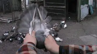 Николаевские голуби