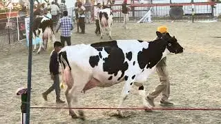 Pdfa mela