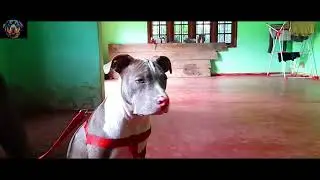 Bully Dog standard #short #bully #dog #bullydogs #pets