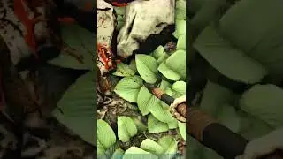 Troodon Attacks are the WORST!!! #shorts #arksurvivalevolved #arksurvivalascended #ark2