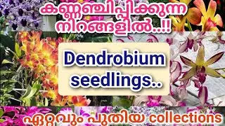 The latest plants in the latest colors ||dendrobium new seedlings available..