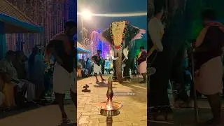 🎉🐘💖 Festivals of India: Mesmerizing Kerala Temple Festival with an Elephant #elephant #aana #tusker