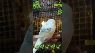 Cloudy is talking to the hand 🥰 #coolcloudy # #budgielove #talkingbudgies #funnybudgies